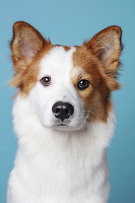 포토 JPG 스튜디오촬영 한마리 반려견 가족 실내 근접촬영 사람없음 앞모습 반려동물 개 강아지 파란배경 보더콜리 잡종 반려 믹스견 국내포토 동물 1 뷰포인트 백그라운드 포유류 관계 내부 파란색 콜리 파일형식