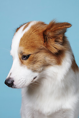 포토 JPG 스튜디오촬영 한마리 반려견 가족 실내 고개숙이기 근접촬영 사람없음 옆모습 반려동물 개 강아지 파란배경 보더콜리 잡종 반려 시무룩 믹스견 국내포토 동물 1 뷰포인트 백그라운드 포유류 관계 표정 숙이기 내부 파란색 콜리 파일형식