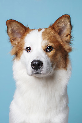 포토 JPG 스튜디오촬영 한마리 응시 반려견 가족 실내 근접촬영 사람없음 앞모습 반려동물 개 강아지 파란배경 보더콜리 잡종 반려 믹스견 국내포토 동물 1 시선 뷰포인트 백그라운드 포유류 관계 내부 파란색 콜리 파일형식