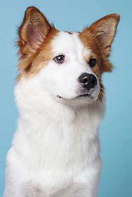 포토 JPG 스튜디오촬영 한마리 응시 반려견 가족 실내 근접촬영 사람없음 앞모습 반려동물 개 강아지 파란배경 보더콜리 잡종 반려 믹스견 국내포토 동물 1 시선 뷰포인트 백그라운드 포유류 관계 내부 파란색 콜리 파일형식