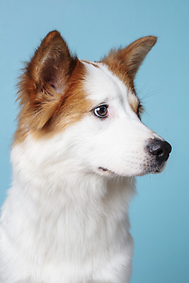 포토 JPG 스튜디오촬영 한마리 응시 반려견 가족 실내 근접촬영 사람없음 옆모습 반려동물 개 강아지 파란배경 보더콜리 잡종 반려 믹스견 국내포토 동물 1 시선 뷰포인트 백그라운드 포유류 관계 내부 파란색 콜리 파일형식