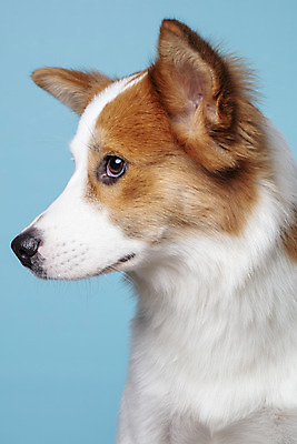 포토 JPG 스튜디오촬영 한마리 응시 반려견 가족 실내 근접촬영 사람없음 옆모습 반려동물 개 강아지 파란배경 보더콜리 잡종 반려 믹스견 국내포토 동물 1 시선 뷰포인트 백그라운드 포유류 관계 내부 파란색 콜리 파일형식