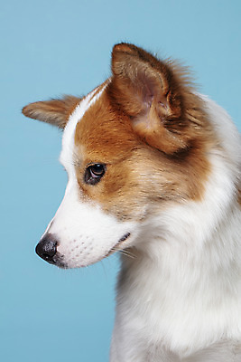 포토 JPG 스튜디오촬영 한마리 응시 반려견 가족 실내 고개숙이기 근접촬영 사람없음 옆모습 반려동물 개 강아지 파란배경 보더콜리 잡종 눈치 반려 믹스견 국내포토 동물 1 시선 뷰포인트 백그라운드 포유류 관계 숙이기 내부 파란색 콜리 파일형식