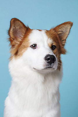 포토 JPG 스튜디오촬영 한마리 응시 반려견 가족 실내 근접촬영 사람없음 앞모습 반려동물 개 강아지 파란배경 보더콜리 잡종 반려 믹스견 국내포토 동물 1 시선 뷰포인트 백그라운드 포유류 관계 내부 파란색 콜리 파일형식