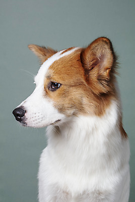 포토 JPG 스튜디오촬영 한마리 반려견 가족 회색배경 실내 근접촬영 사람없음 옆모습 반려동물 개 강아지 보더콜리 잡종 반려 믹스견 국내포토 동물 1 뷰포인트 백그라운드 포유류 관계 내부 회색 콜리 파일형식