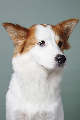 포토 JPG 스튜디오촬영 한마리 응시 반려견 가족 회색배경 실내 근접촬영 사람없음 앞모습 반려동물 개 강아지 보더콜리 잡종 반려 믹스견 국내포토 동물 1 시선 뷰포인트 백그라운드 포유류 관계 내부 회색 콜리 파일형식