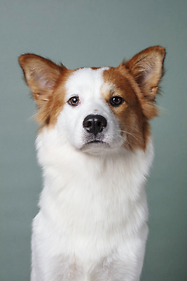 포토 JPG 스튜디오촬영 한마리 응시 반려견 가족 회색배경 실내 근접촬영 사람없음 앞모습 반려동물 개 강아지 보더콜리 잡종 반려 믹스견 국내포토 동물 1 시선 뷰포인트 백그라운드 포유류 관계 내부 회색 콜리 파일형식