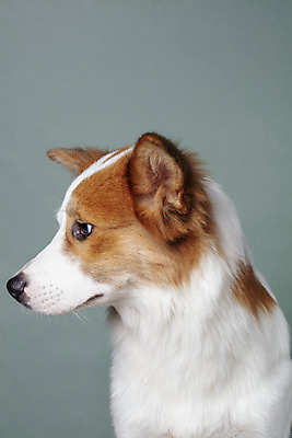 포토 JPG 스튜디오촬영 한마리 응시 반려견 가족 회색배경 실내 근접촬영 사람없음 옆모습 반려동물 개 강아지 보더콜리 잡종 반려 믹스견 국내포토 동물 1 시선 뷰포인트 백그라운드 포유류 관계 내부 회색 콜리 파일형식