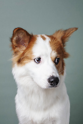 포토 JPG 스튜디오촬영 한마리 응시 반려견 가족 회색배경 실내 근접촬영 사람없음 앞모습 반려동물 개 강아지 보더콜리 잡종 곁눈질 미안 반려 믹스견 국내포토 동물 1 시선 뷰포인트 백그라운드 포유류 관계 내부 회색 사죄 콜리 파일형식