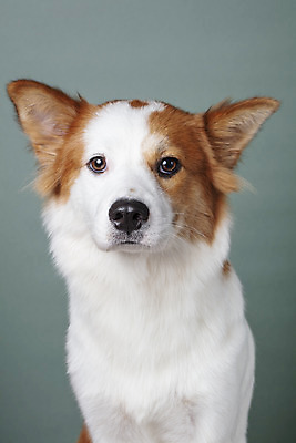 포토 JPG 스튜디오촬영 한마리 반려견 가족 회색배경 실내 근접촬영 사람없음 앞모습 반려동물 개 강아지 보더콜리 잡종 반려 믹스견 국내포토 동물 1 뷰포인트 백그라운드 포유류 관계 내부 회색 콜리 파일형식