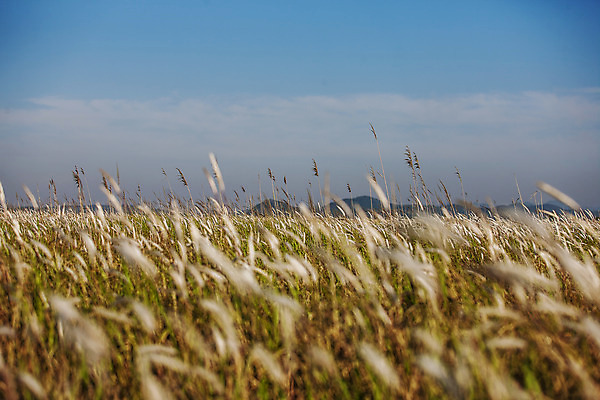 포토 JPG 주간 구름 하늘 풍경 초원 사람없음 야외 일몰 경기도 화성시 삘기꽃 국내포토 자연요소 꽃 한국 노을 파일형식
