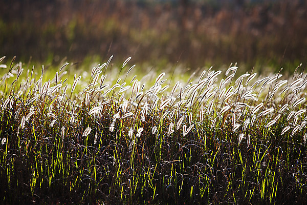 포토 자연요소 꽃 한국 촬영기법 경기도 파일형식 아웃포커스 풍경 주간 JPG 야외 사람없음 화성시 삘기꽃 국내포토