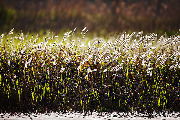 포토 JPG 주간 풍경 사람없음 야외 아웃포커스 경기도 화성시 삘기꽃 국내포토 자연요소 꽃 한국 촬영기법 파일형식