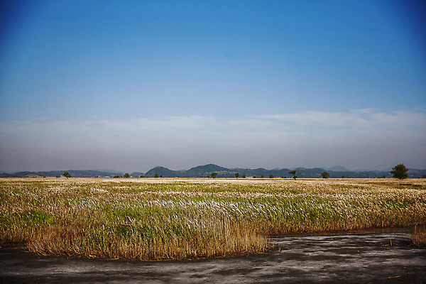포토 JPG 주간 구름 하늘 풍경 초원 사람없음 야외 경기도 화성시 삘기꽃 국내포토 자연요소 꽃 한국 파일형식