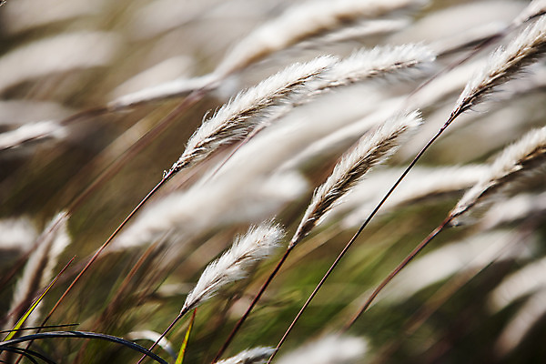 포토 JPG 근접촬영 사람없음 야외 아웃포커스 일몰 경기도 화성시 삘기꽃 국내포토 꽃 뷰포인트 한국 촬영기법 노을 파일형식