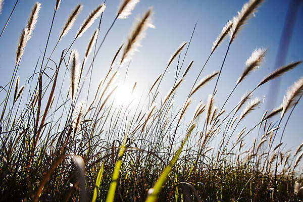 포토 JPG 주간 하늘 풍경 사람없음 야외 태양 경기도 화성시 삘기꽃 국내포토 자연요소 꽃 한국 파일형식