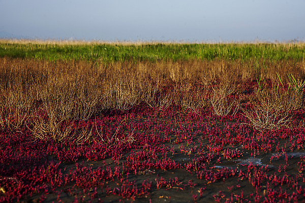 포토 JPG 주간 꽃 풍경 초원 사람없음 야외 경기도 화성시 삘기꽃 국내포토 자연요소 식물 한국 파일형식