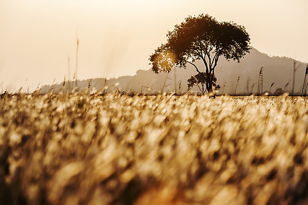 포토 자연요소 식물 꽃 한국 노을 경기도 파일형식 주간 풍경 나무 초원 일몰 JPG 야외 사람없음 화성시 삘기꽃 국내포토