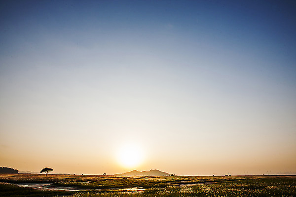 포토 JPG 주간 나무 하늘 풍경 초원 사람없음 야외 태양 일몰 경기도 화성시 삘기꽃 국내포토 자연요소 식물 꽃 한국 노을 파일형식