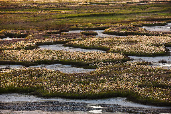 포토 JPG 주간 풍경 초원 사람없음 야외 일몰 경기도 화성시 삘기꽃 국내포토 자연요소 꽃 한국 노을 파일형식