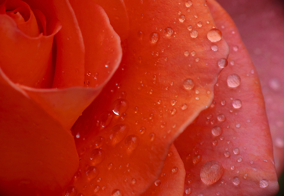 포토 JPG 해외이미지 근접촬영 사람없음 장미 물방울 이슬 해외포토 꽃 뷰포인트 파일형식