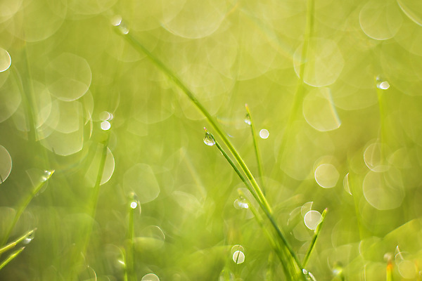 포토 JPG 해외이미지 식물 사람없음 야외 아웃포커스 젖음 보케 해외포토 촬영기법 파일형식