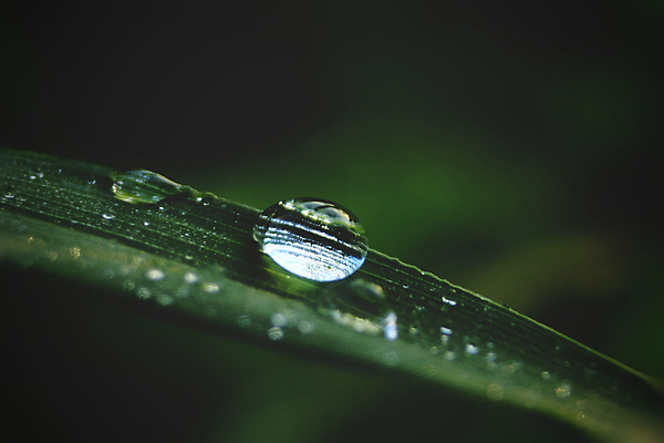 포토 JPG 해외이미지 잎 근접촬영 사람없음 야외 아웃포커스 젖음 물방울 이슬 해외포토 식물 뷰포인트 촬영기법 파일형식