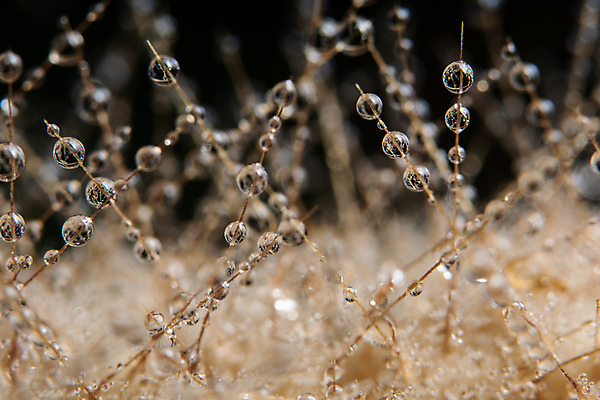 포토 JPG 해외이미지 자연 사람없음 아웃포커스 물 물방울 이슬 해외포토 자연요소 촬영기법 생태계 파일형식