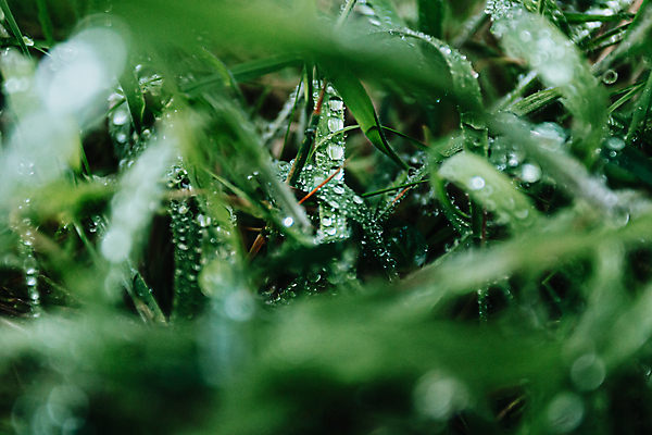 포토 JPG 해외이미지 잎 사람없음 물방울 소프트포커스 이슬 빗방울 해외포토 식물 촬영기법 비_날씨 파일형식