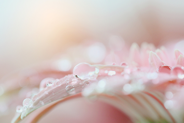 포토 JPG 해외이미지 꽃잎 근접촬영 사람없음 젖음 물방울 소프트포커스 이슬 거베라 해외포토 꽃 뷰포인트 촬영기법 파일형식