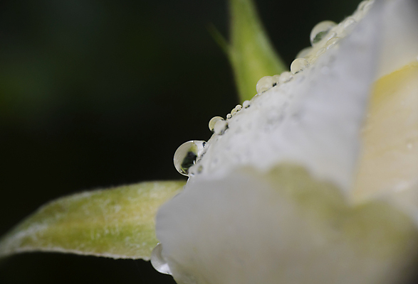 포토 JPG 해외이미지 꽃잎 꽃 검은배경 근접촬영 사람없음 야외 젖음 물방울 소프트포커스 이슬 해외포토 식물 뷰포인트 백그라운드 촬영기법 검은색 파일형식