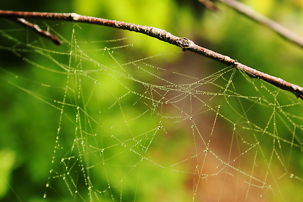 포토 JPG 해외이미지 자연 풍경 사람없음 야외 아웃포커스 젖음 물방울 나뭇가지 이슬 거미줄 빗방울 해외포토 나무 촬영기법 비_날씨 생태계 파일형식