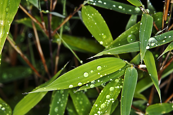 포토 JPG 해외이미지 사람없음 야외 물 젖음 물방울 이슬 대나무잎 해외포토 자연요소 잎 파일형식