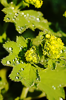 포토 JPG 해외이미지 식물 잎 사람없음 야외 젖음 물방울 이슬 해외포토 파일형식