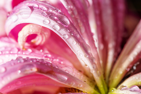 포토 JPG 해외이미지 꽃잎 국화 근접촬영 사람없음 아웃포커스 물 물방울 해외포토 자연요소 꽃 뷰포인트 촬영기법 파일형식