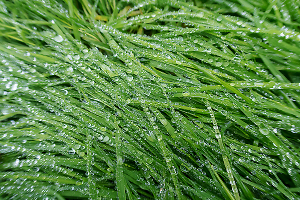 포토 JPG 해외이미지 식물 근접촬영 사람없음 야외 물 젖음 물방울 이슬 해외포토 자연요소 뷰포인트 파일형식