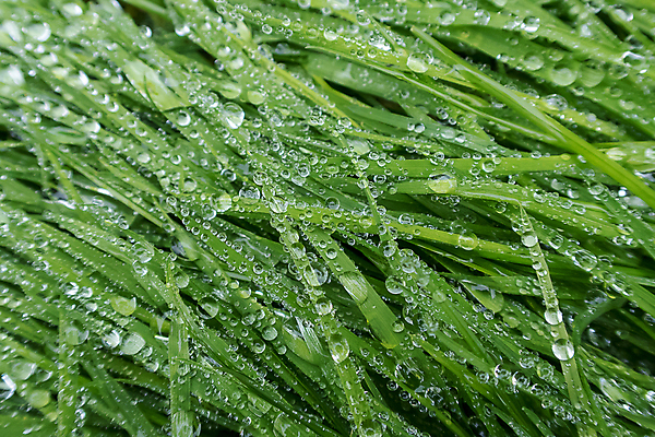 포토 JPG 해외이미지 식물 사람없음 야외 젖음 물방울 이슬 빗방울 해외포토 비_날씨 파일형식