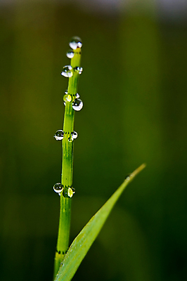 포토 JPG 해외이미지 식물 사람없음 야외 아웃포커스 물 젖음 물방울 이슬 빗방울 해외포토 자연요소 촬영기법 비_날씨 파일형식