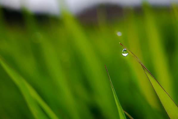 포토 JPG 해외이미지 식물 잎 풍경 사람없음 야외 아웃포커스 젖음 물방울 이슬 해외포토 촬영기법 파일형식