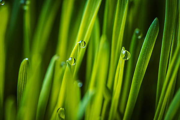 포토 JPG 해외이미지 식물 근접촬영 사람없음 물 젖음 물방울 이슬 해외포토 자연요소 뷰포인트 파일형식