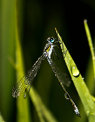 포토 JPG 해외이미지 식물 잎 사람없음 야외 젖음 물방울 잠자리 이슬 해외포토 곤충 파일형식