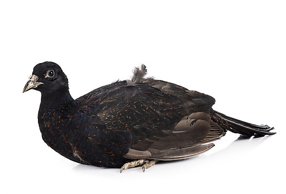 포토 JPG 해외이미지 야생동물 조류 사람없음 게임 흰배경 꿩 해외202105 해외포토 동물 백그라운드 놀이 흰색 파일형식