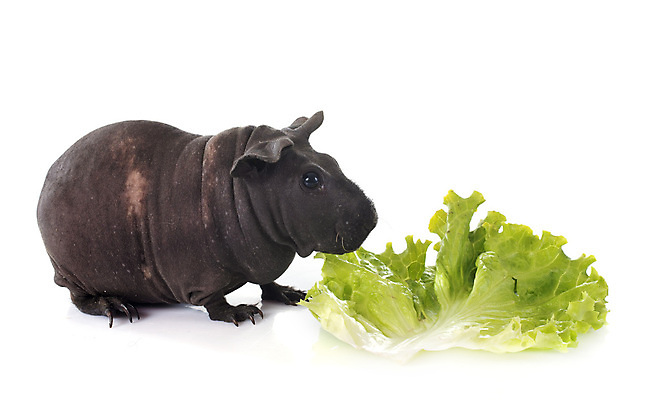 포토 JPG 해외이미지 포유류 사람없음 반려동물 샐러드 설치류 먹기 배고픔 흰배경 수유 해외202105 해외포토 동물 음식 백그라운드 모션 흰색 파일형식