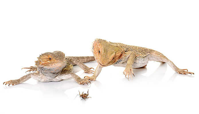 포토 JPG 해외이미지 음식 곤충 파충류 사람없음 반려동물 먹기 흰배경 사냥 도마뱀 귀뚜라미 수유 해외202105 해외포토 동물 백그라운드 모션 흰색 파일형식