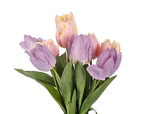 포토 JPG 해외이미지 무료이미지 꽃 꽃다발 오렌지 사람없음 꽃병 보라색 봄 튤립 다발 파스텔톤 해외202105 해외포토 식물 계절 컬러 과일 파일형식