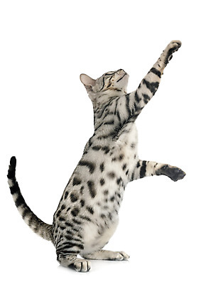 포토 JPG 해외이미지 사람없음 반려동물 고양이 회색 은색 흰배경 해외202105 해외포토 동물 컬러 백그라운드 포유류 흰색 파일형식