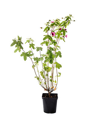 포토 JPG 해외이미지 식물 꽃 분홍색 사람없음 정원 냄비 흰배경 원예 아욱 해외202105 해외포토 컬러 백그라운드 취미 흰색 솥 파일형식