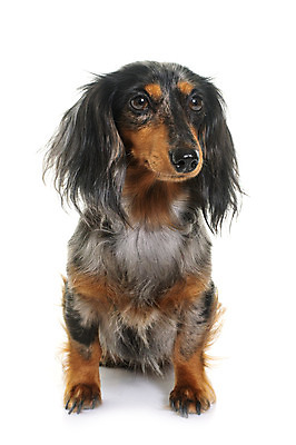 포토 JPG 해외이미지 긴머리 성인 사람없음 반려동물 머리카락 개 닥스훈트 흰배경 해외202105 해외포토 동물 헤어스타일 백그라운드 포유류 사람 머리 흰색 파일형식