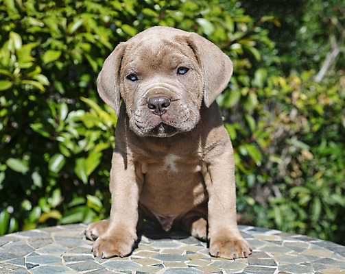 포토 JPG 해외이미지 사람없음 야외 반려동물 이탈리아 회색 개 강아지 마스티프 해외202105 해외포토 동물 유럽 컬러 포유류 파일형식