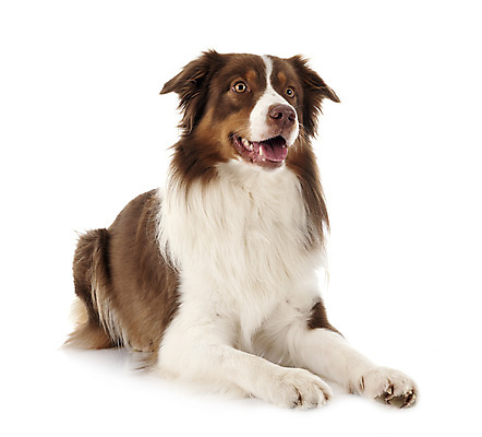 포토 JPG 해외이미지 사람없음 반려동물 양치기 개 강아지 흰배경 해외202105 해외포토 동물 직업 백그라운드 포유류 흰색 파일형식